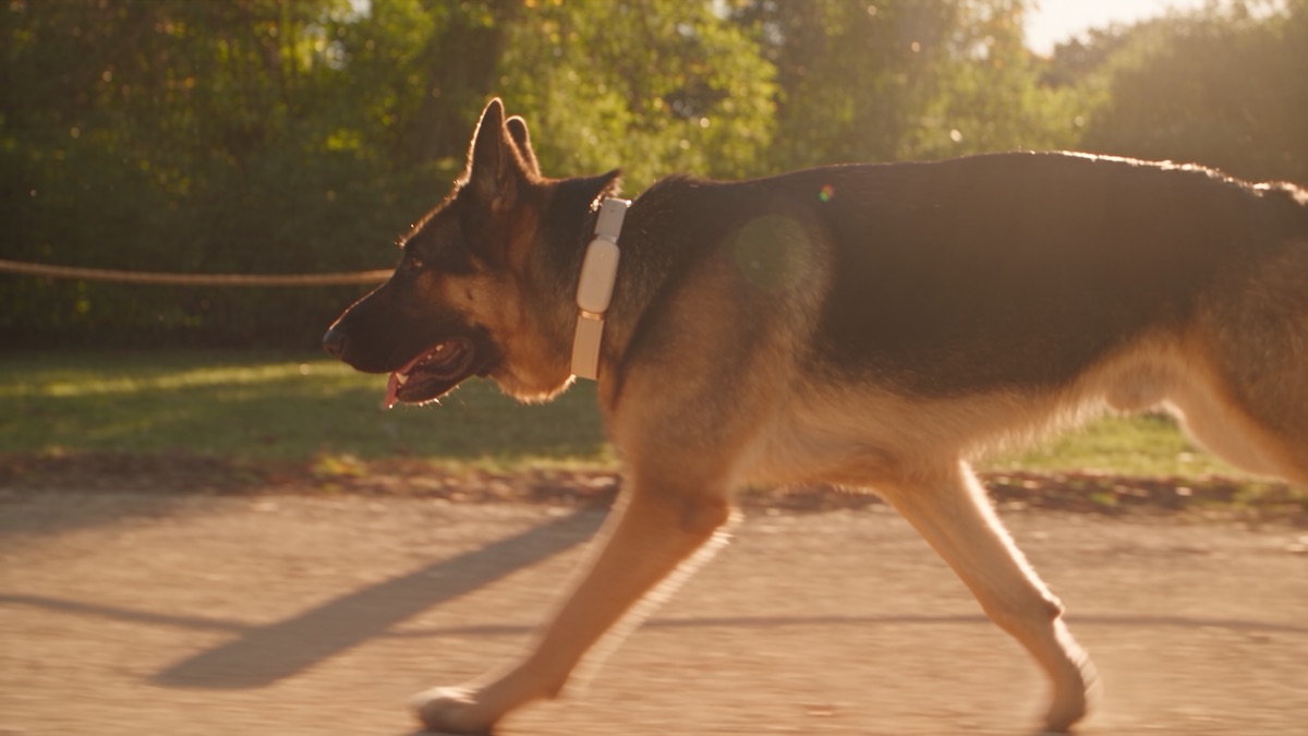 Ray wearing PawLink in the afternoon sun